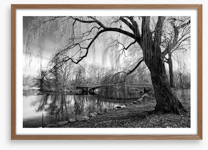 Bow bridge willow