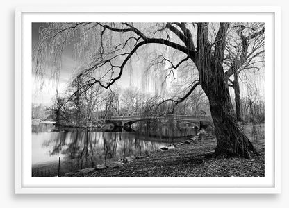 Bow bridge willow