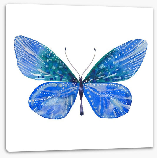 Social butterfly II