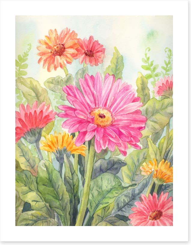 Wild gerbera