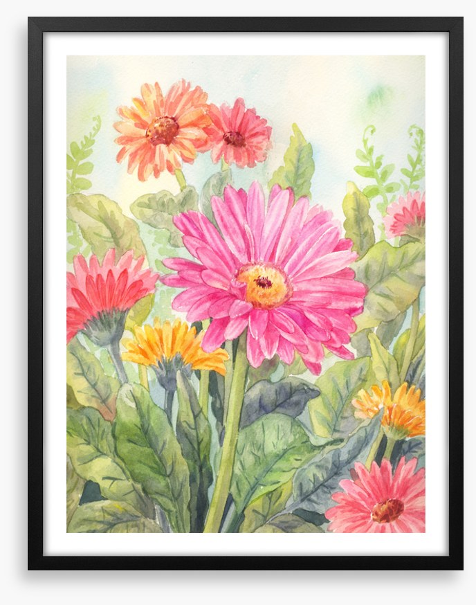 Wild gerbera