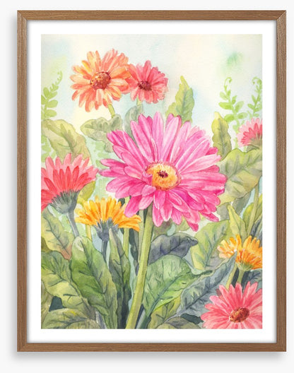 Wild gerbera