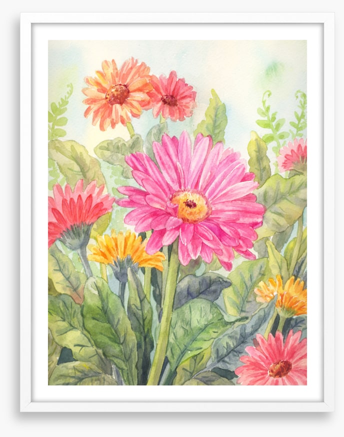 Wild gerbera