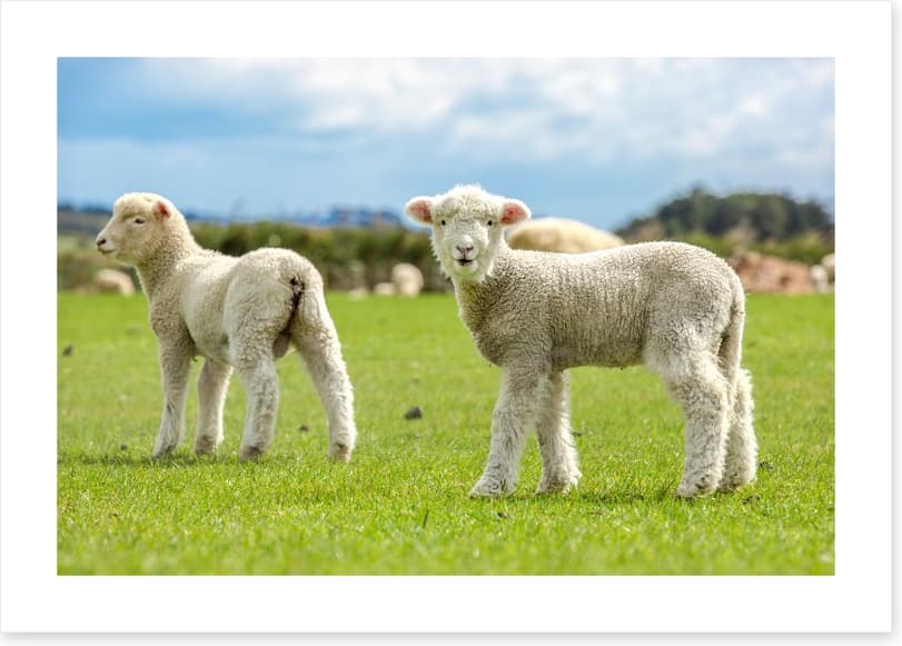 Little lost lambs
