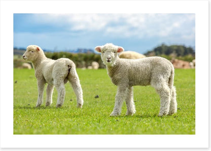 Little lost lambs
