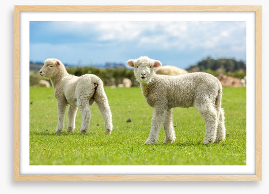 Little lost lambs
