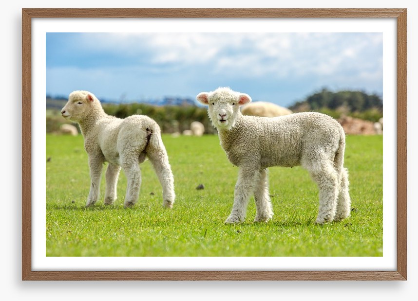 Little lost lambs