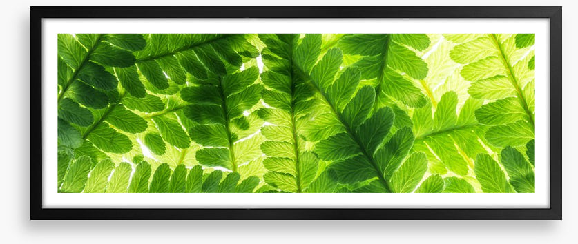 Light through the leaves