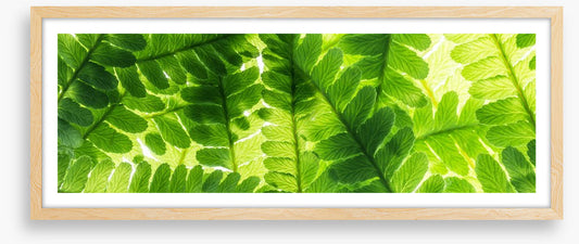 Light through the leaves