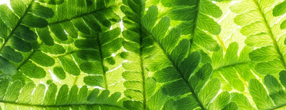 Light through the leaves
