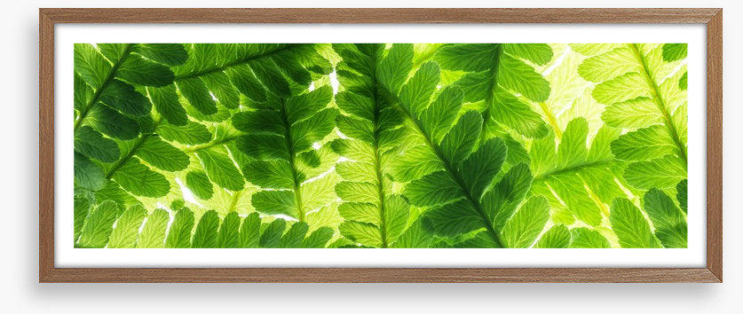 Light through the leaves