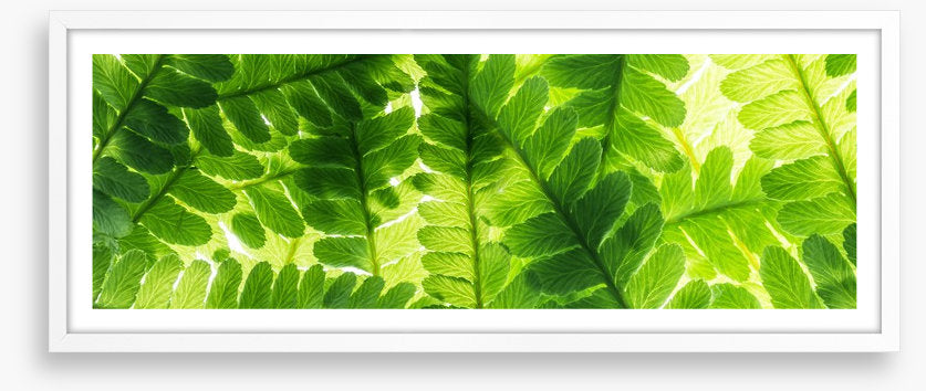 Light through the leaves