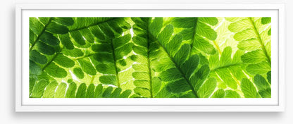Light through the leaves