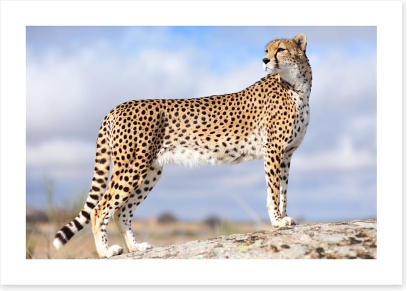 Cheetah on the lookout