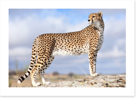 Cheetah on the lookout
