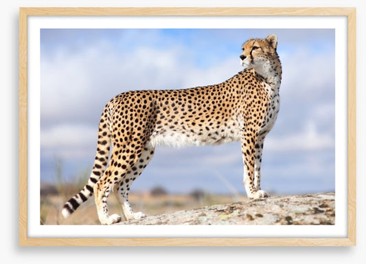 Cheetah on the lookout