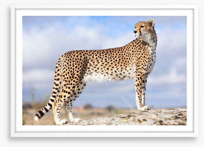 Cheetah on the lookout