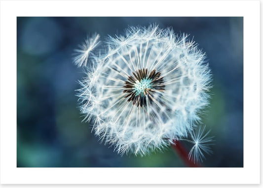Dreamy dandelion