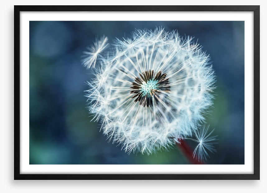 Dreamy dandelion