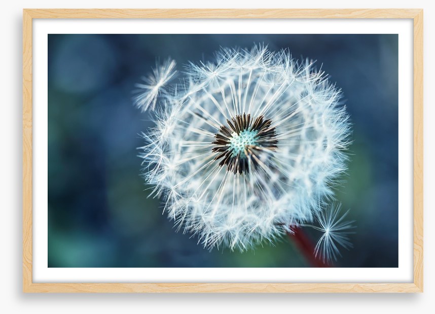 Dreamy dandelion