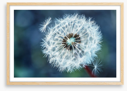 Dreamy dandelion