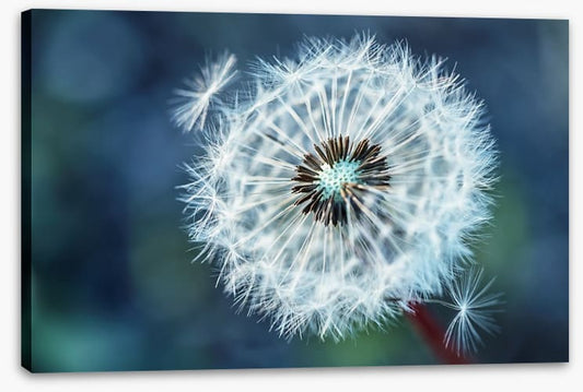 Dreamy dandelion