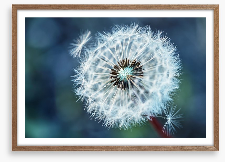 Dreamy dandelion