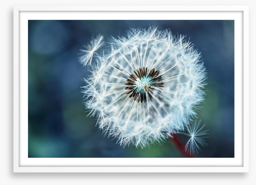 Dreamy dandelion