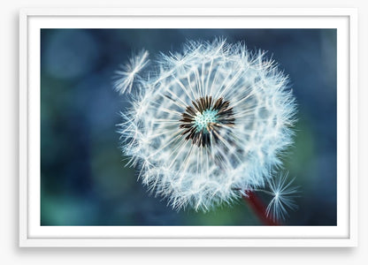 Dreamy dandelion