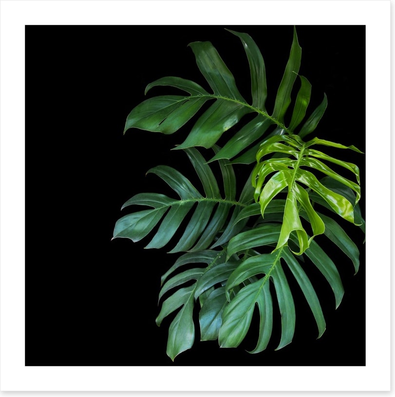 Midnight monstera