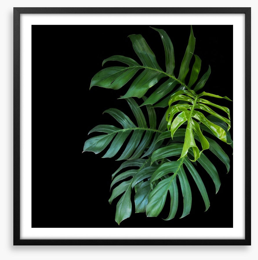 Midnight monstera