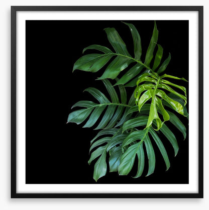 Midnight monstera
