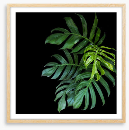 Midnight monstera