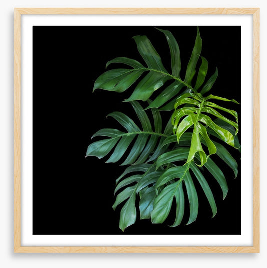 Midnight monstera