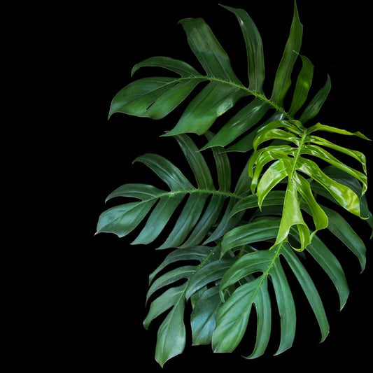 Midnight monstera
