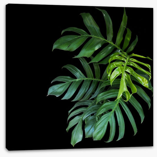 Midnight monstera
