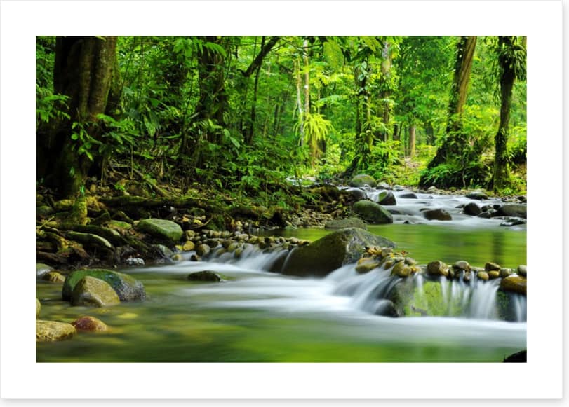 Green jungle stream