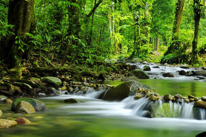 Green jungle stream