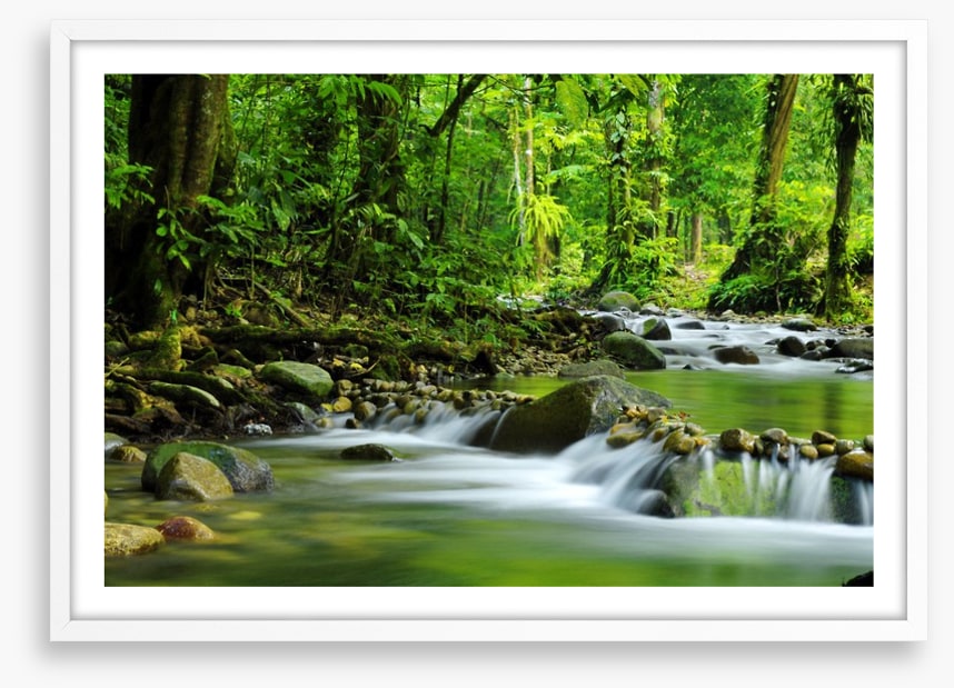 Green jungle stream