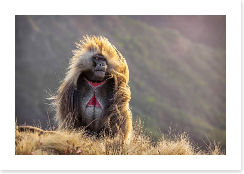 Baboon in the breeze