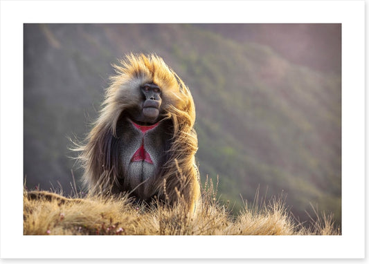 Baboon in the breeze