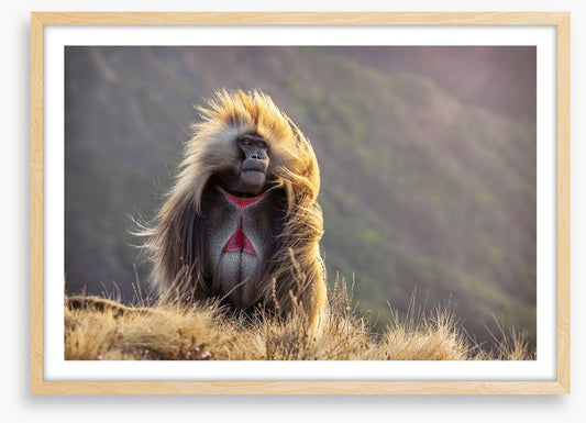 Baboon in the breeze