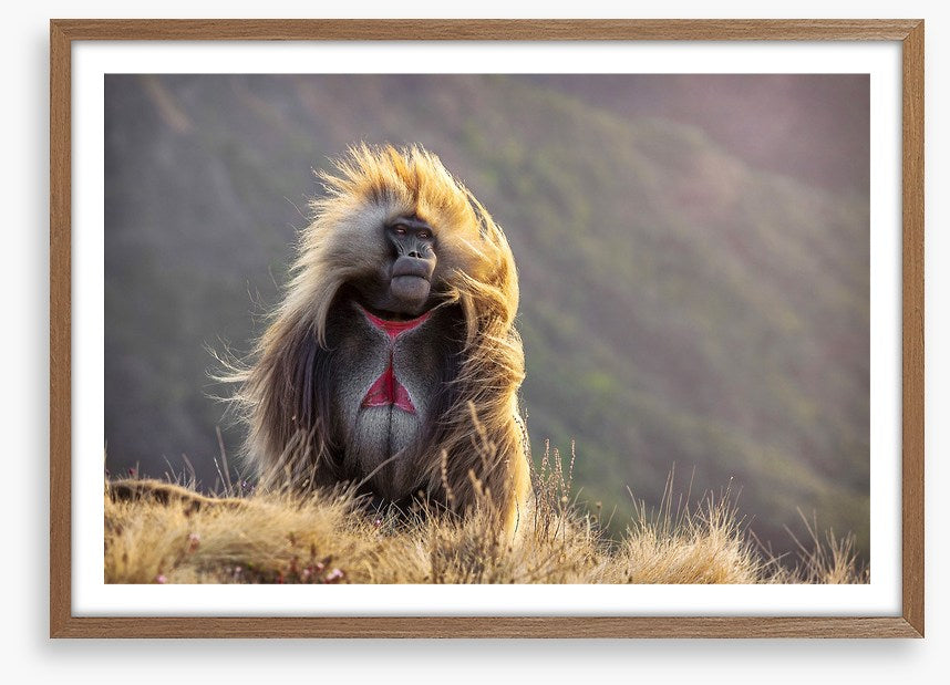 Baboon in the breeze