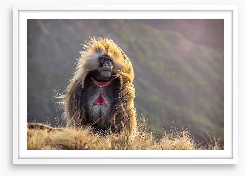 Baboon in the breeze