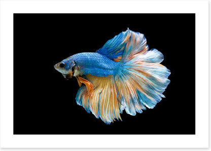 Blue beauty 2