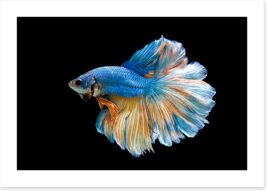 Blue beauty 2