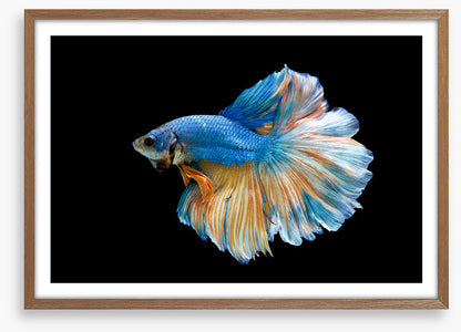 Blue beauty 2