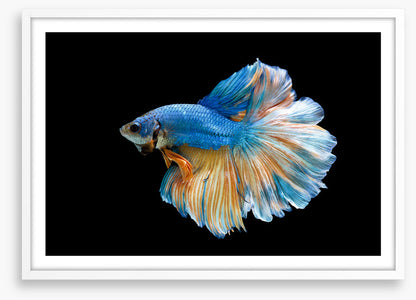 Blue beauty 2