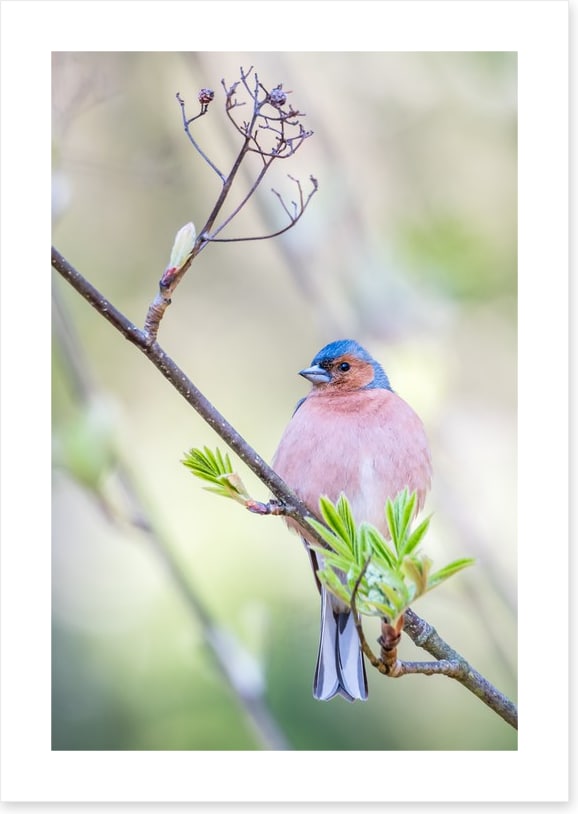 Finch of spring