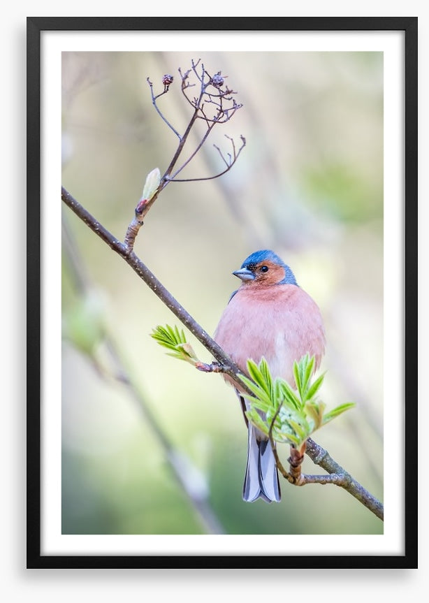 Finch of spring